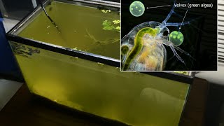 Raising Daphnia for the Freshwater Aquarium [upl. by Epilif746]