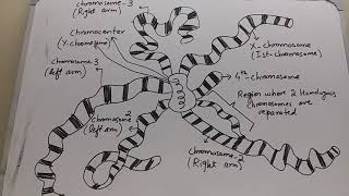 Polytene Chromosomes Genetics [upl. by Flory668]