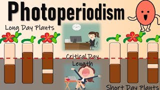 Photoperiodism II Role of Phytochromes in Flowering II Red Light and Farred light effect [upl. by Gayl]