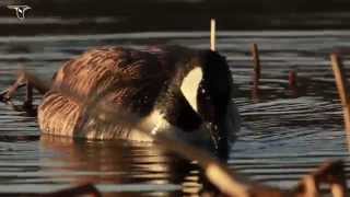 Canada Goose foraging [upl. by Haidabez316]