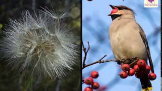 Seed Dispersal  Environmental Studies  Grade 5  Periwinkle [upl. by Ahsienauq]