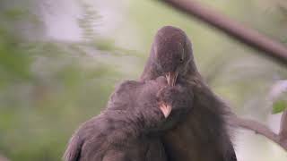 Jungle babbler grooming partner [upl. by Dominic]