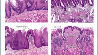 Histología de la Lengua [upl. by Revert]