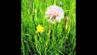 Salsify Tragopogon spp [upl. by Cartwright]