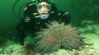 Sea Stars  JONATHAN BIRDS BLUE WORLD [upl. by Culberson745]