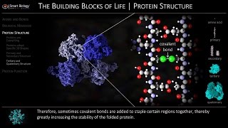 Protein Structure and Function [upl. by Attevaj761]