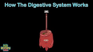 Human Body How the Digestive System Works [upl. by Ahsehyt]