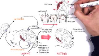 Obstetrics  Stage I of Labour [upl. by Aseiram540]