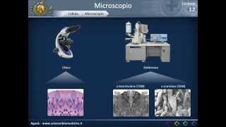 Citologia 12  microscopio [upl. by Drhacir]