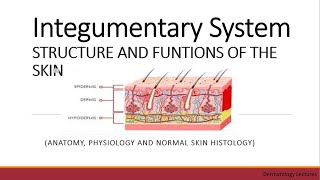 Integumentary System I STRUCTURE AND FUNCTIONS OF THE SKIN I Dermatology Lectures [upl. by Einohpets352]