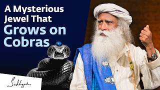 When Sadhguru Discovered a Nagmani Cobra’s Jewel [upl. by Elfrida]