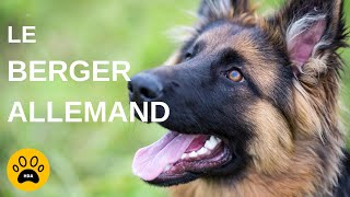 LE CHIEN BERGER ALLEMAND  Origine  Caractère  Entretien [upl. by Leahci]