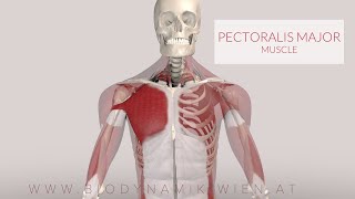 Pectoralis Major Muscle Musclepath 3D Animation [upl. by Brunk]