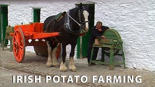 Vintage Potato Farming in Ireland Documentary [upl. by Jedidiah14]