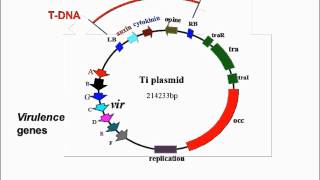 Agrobacterium Mediated Transformation [upl. by Ostler]