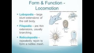 Subphylum Sarcodina  Types of Pseudopodia [upl. by Nwahsiek682]