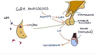 How do GnRH analogues work Zoladex Prostap and other GnRH analogues [upl. by Ayar609]