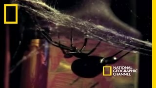 Deadly Mates Black Widow Spider  National Geographic [upl. by Atikat939]