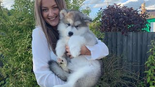 Meet Our New Alaskan Malamute Puppy Cutest Little Fluff EVER [upl. by Yrroc]