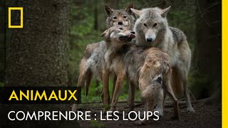 COMPRENDRE  les loups [upl. by Rosenstein]