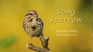 Song Sparrow [upl. by Landa]