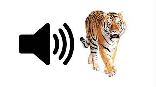 Tiger Rawr  Sound Effect [upl. by Winny]