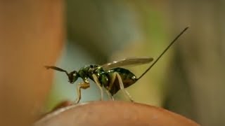 Life of Insects  Attenborough Life in the Undergrowth  BBC Earth [upl. by Schindler]