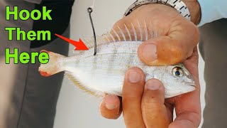 How To Hook Pinfish To Catch More Redfish Snook Trout amp Tarpon [upl. by Line]