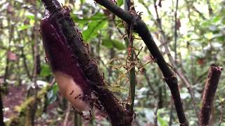 Army ant swarm raid at Mount Kenya [upl. by Eniluj955]