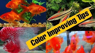 Simple Tips for maintaining Fish Color [upl. by Zulema]