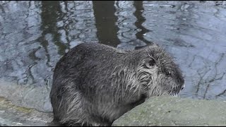 Nutria Myocastor coypus  Coypu [upl. by Eilerua]