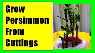 Grow Persimmon Tree From Cuttings Propagating Persimmon Tree From Cuttings [upl. by Nolte]