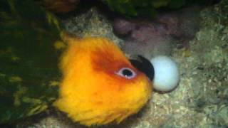 Sunday Conures Egg Ready To Hatch [upl. by Esli]