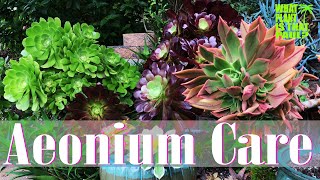 AEONIUM TOUR  How to Care for and Propagate this Amazing Plant [upl. by Torey]