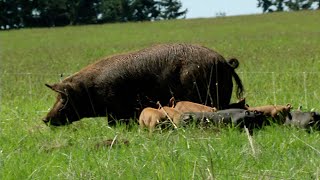 Pastured Pigs A Journey from Farm to Fork [upl. by Aisanahta931]