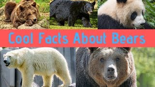 Bear Facts For Children Learn Amazing Facts about Bears [upl. by Joycelin]