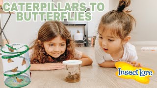 GROWING OUR OWN BUTTERFLIES AT HOME  INSECT LORE [upl. by Osanna]