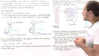 Glycosylation and Glycoproteins [upl. by Radbun]