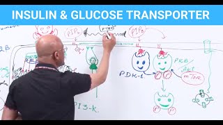 Insulin amp Glucose Transporters  EXPLAINED [upl. by Anoyek954]