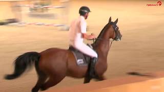 Ludger Beerbaum  Cool Down  Late Entry  Riesenbeck International  2016 [upl. by Nwadahs910]