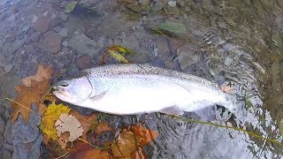 Erie Steelhead Tips and Techniques for Elk and Walnut Creek [upl. by Winther36]