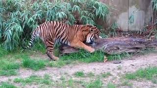 Incredible Tiger Roar at the Zoo [upl. by Janicki]