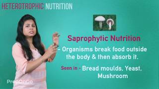 Life Process  4  Heterotrophic mode of nutrition  CBSE Class 10 [upl. by Fanchette]