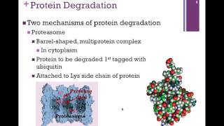 084Protein Degradation [upl. by Irod]