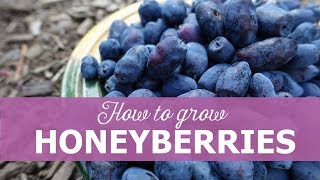 How to grow honeyberries [upl. by Grani]