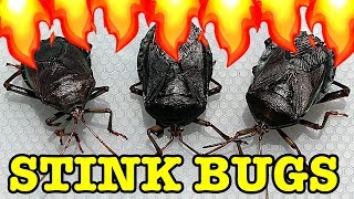 Stink Bug Pest Control Flamethrower Vs Water Save My Lemons [upl. by Ecnadnak]