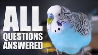 Everything You Need to know About Budgie Parakeet Care Compilation [upl. by Tosch917]