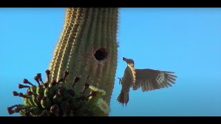 Saguaro Wilderness A Day in the Desert [upl. by Avi]