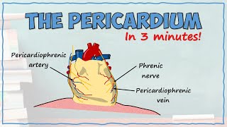 The Pericardium [upl. by Nad398]