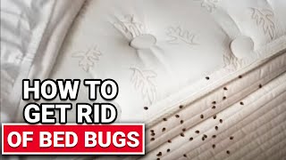 How To Get Rid of Bed Bugs  Ace Hardware [upl. by Nad]